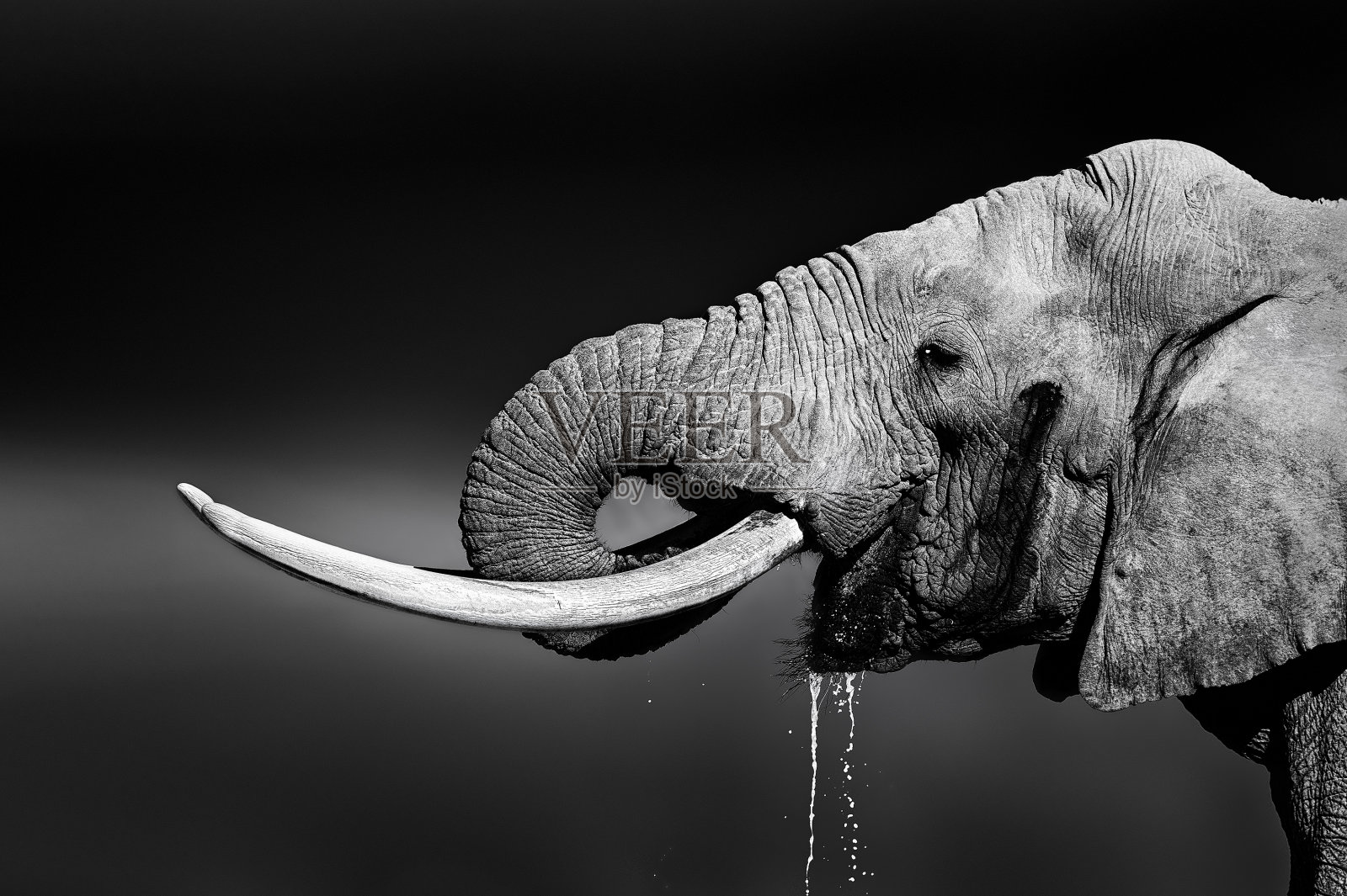 大象公牛喝水照片摄影图片