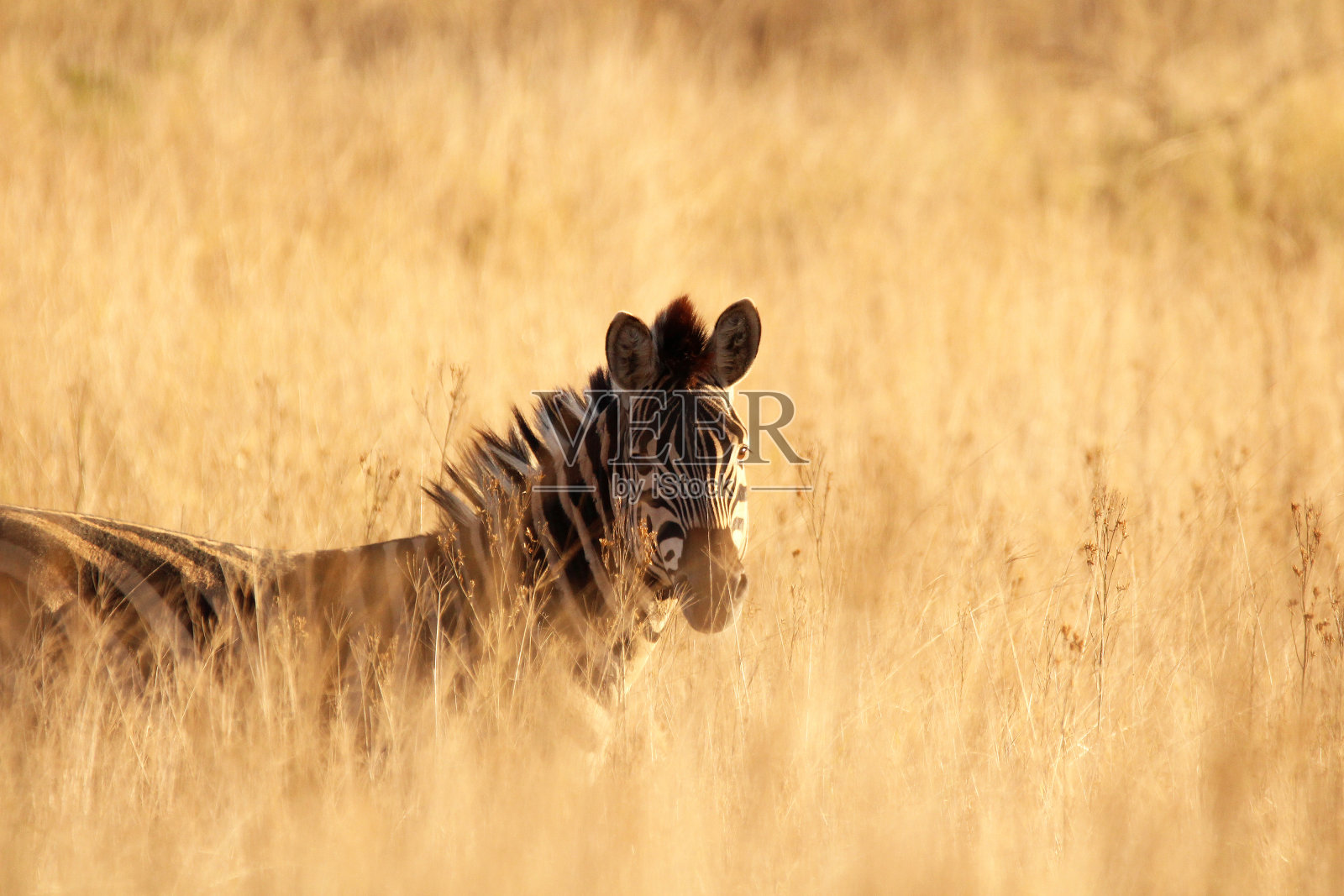 斑马在高大干燥的非洲草地上吃草照片摄影图片