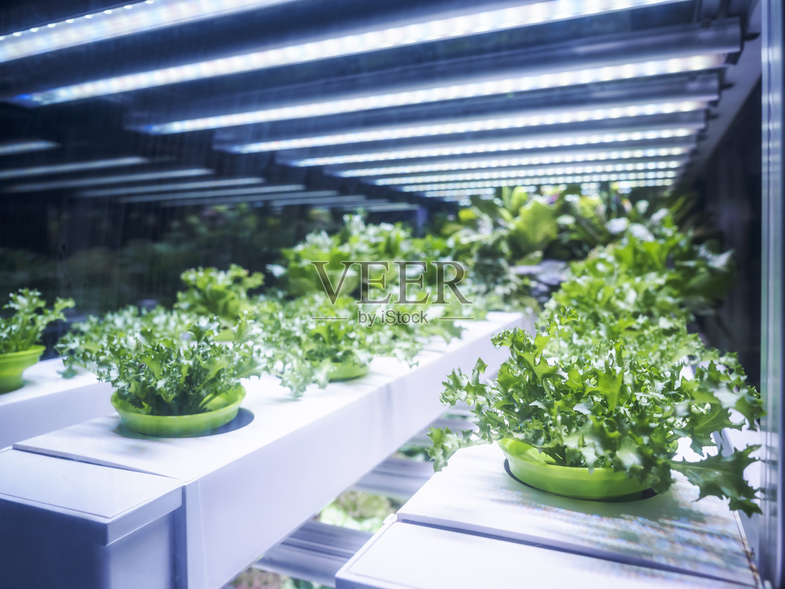 温室植物行生长与LED光室内农场农业照片摄影图片