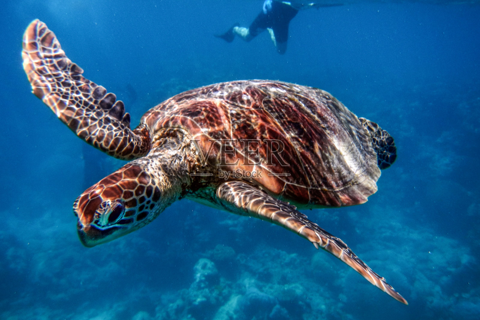 在澳大利亚大堡礁的海龟照片摄影图片