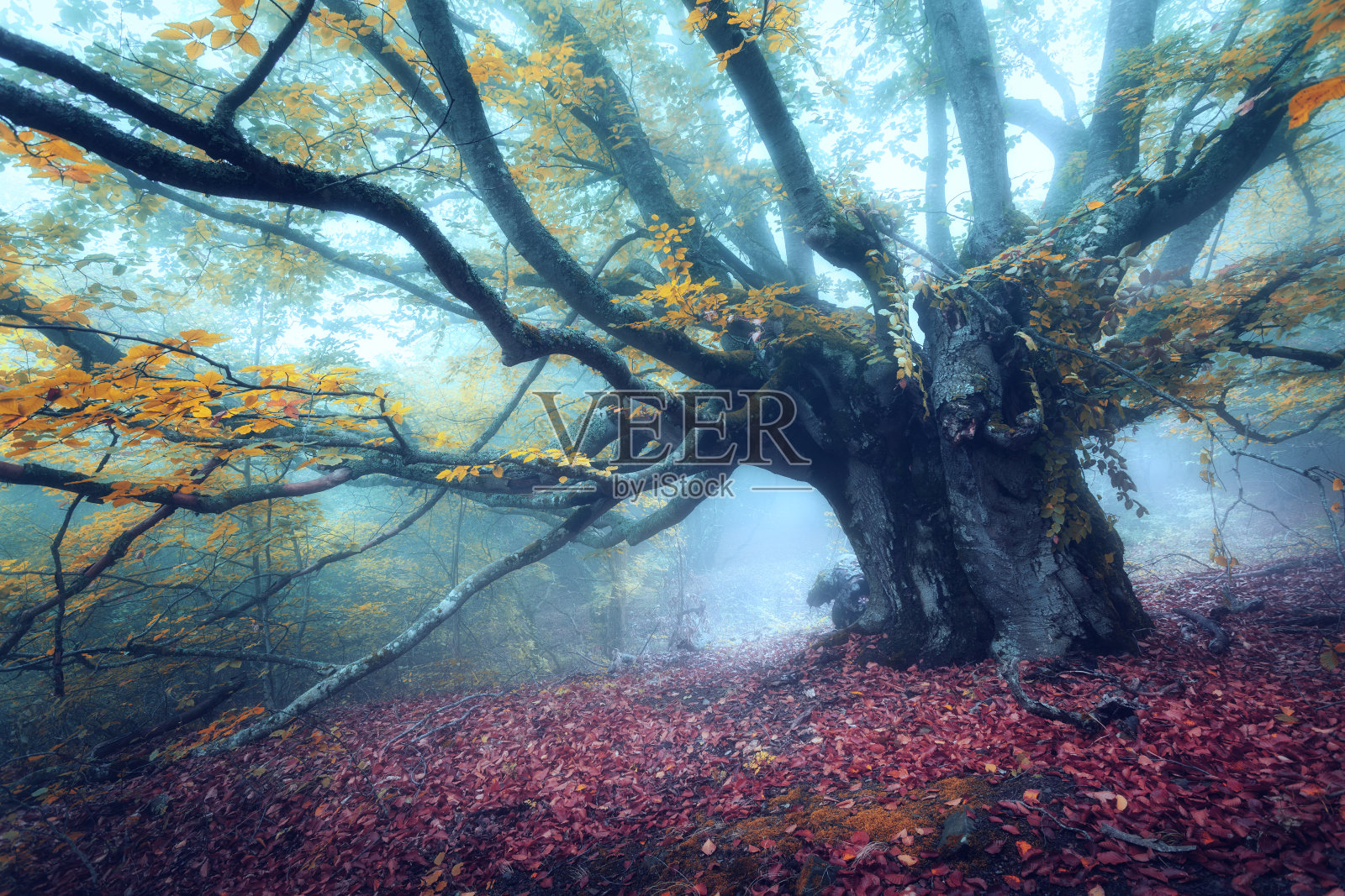 清晨迷雾中的神秘秋林。老树照片摄影图片