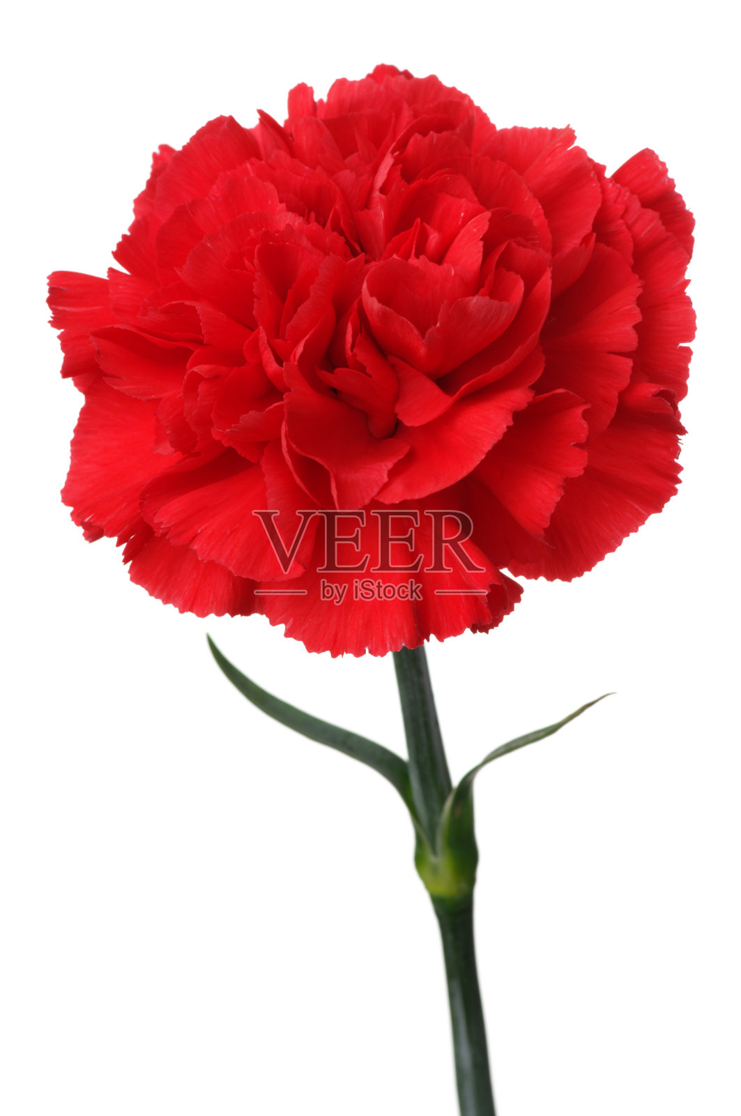 白色背景上的红色康乃馨。(垂直)照片摄影图片