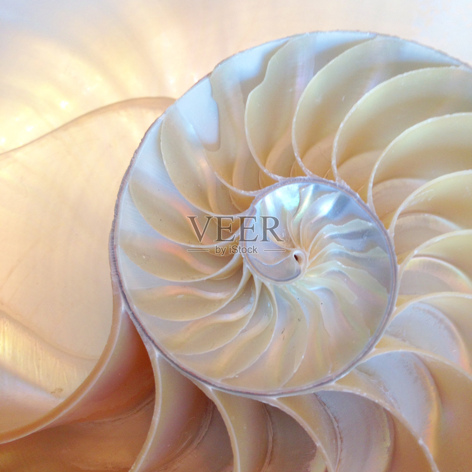 螺壳的截面呈对称螺旋状生长结构照片摄影图片