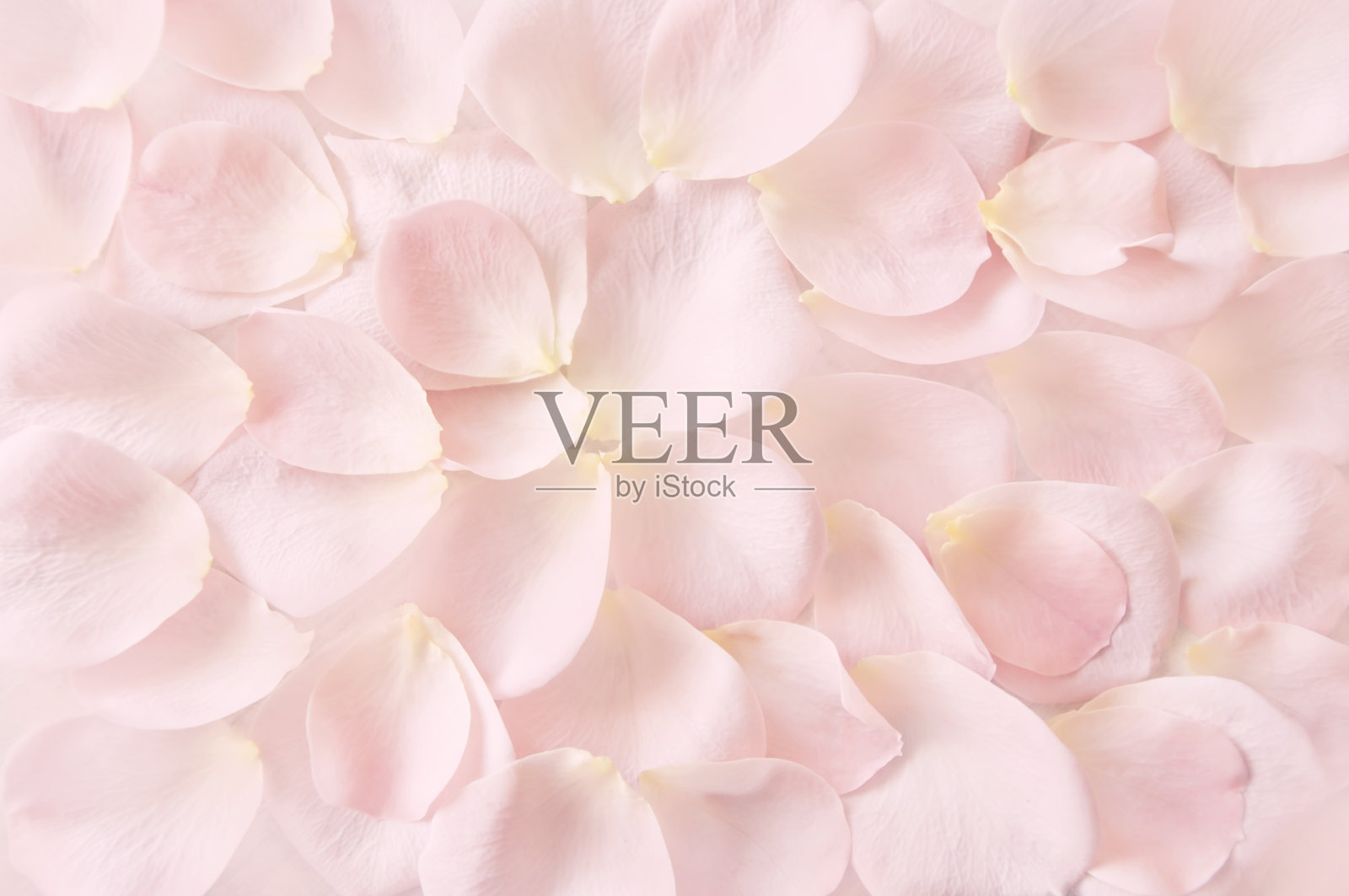 柔和的粉色玫瑰花瓣背景插画图片素材