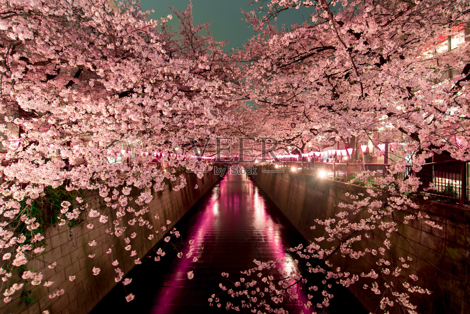 东京的樱花在夜晚盛开照片摄影图片