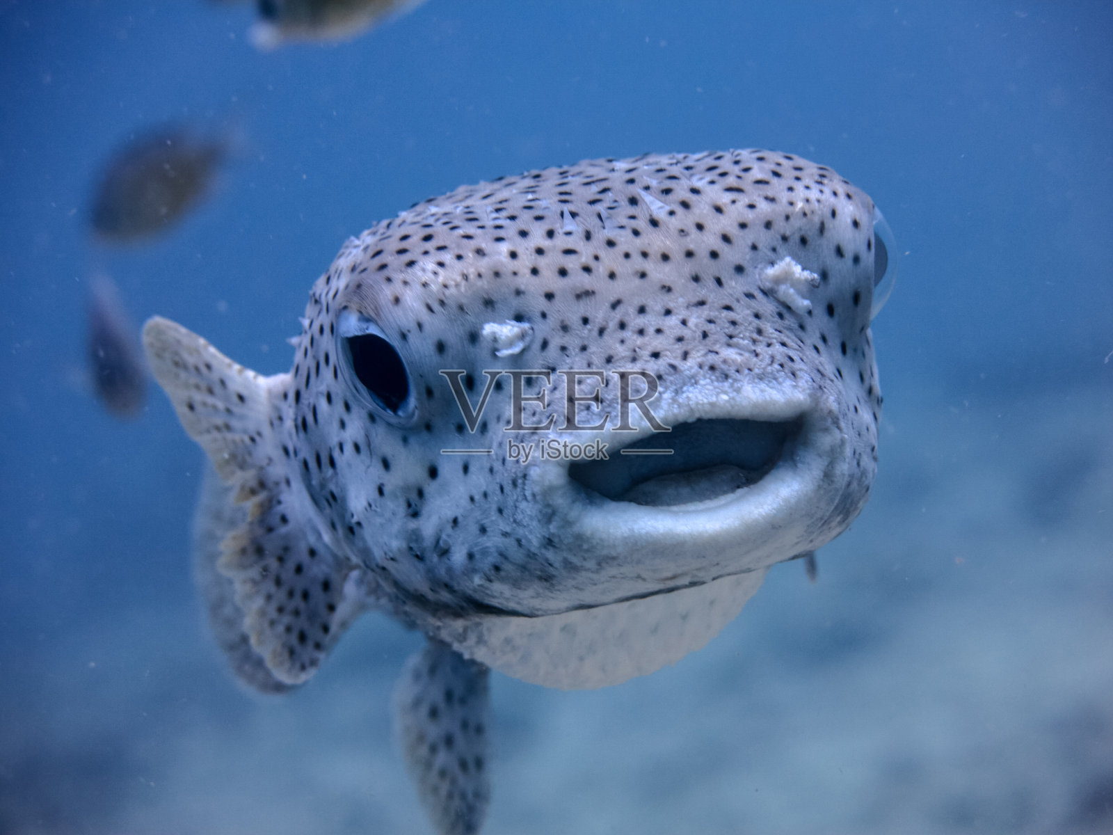 水下可爱的咸水豪猪河豚鱼(Diodon hystox)微笑照片摄影图片