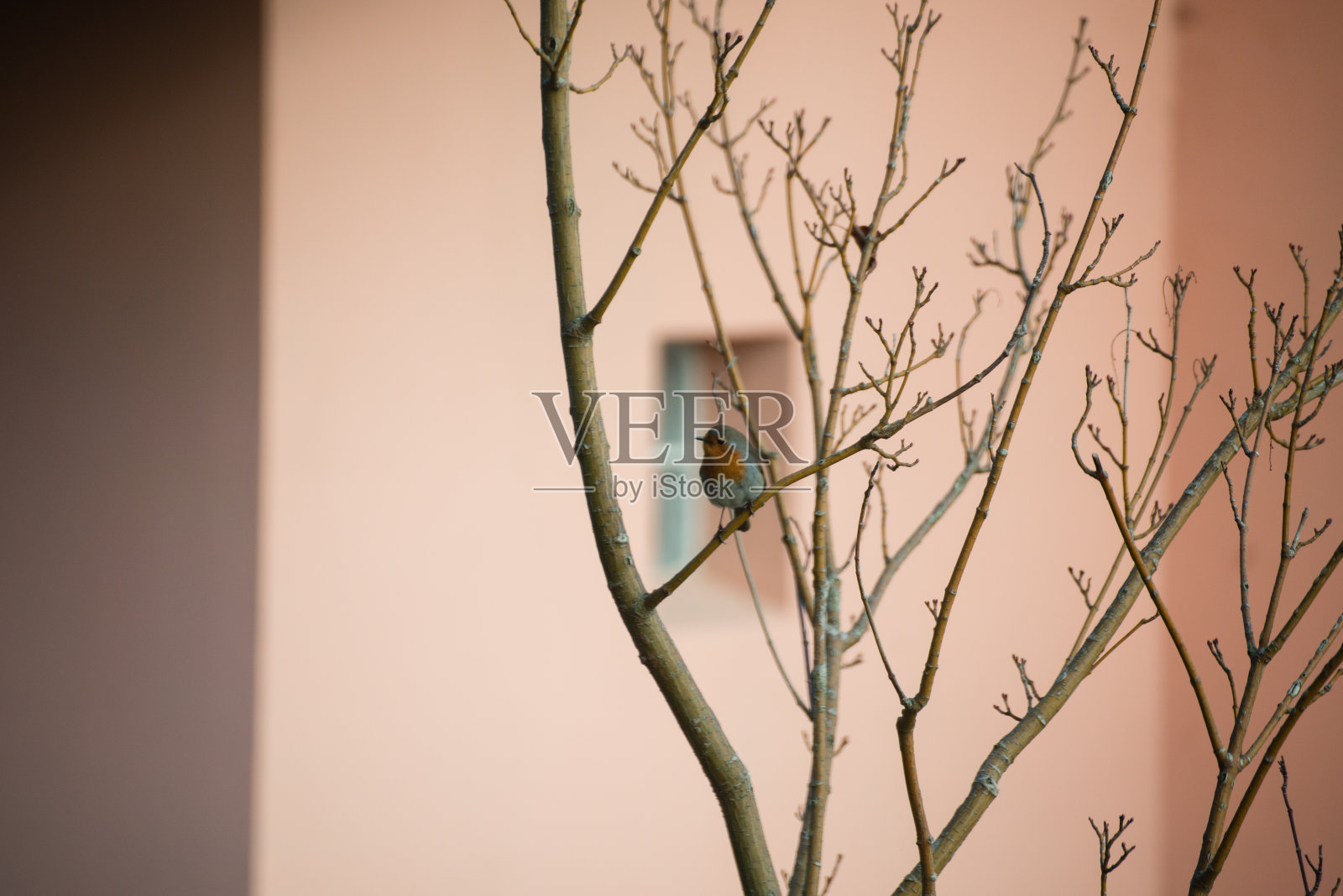 冬天的鸟-白鹡鸰和知更鸟照片摄影图片