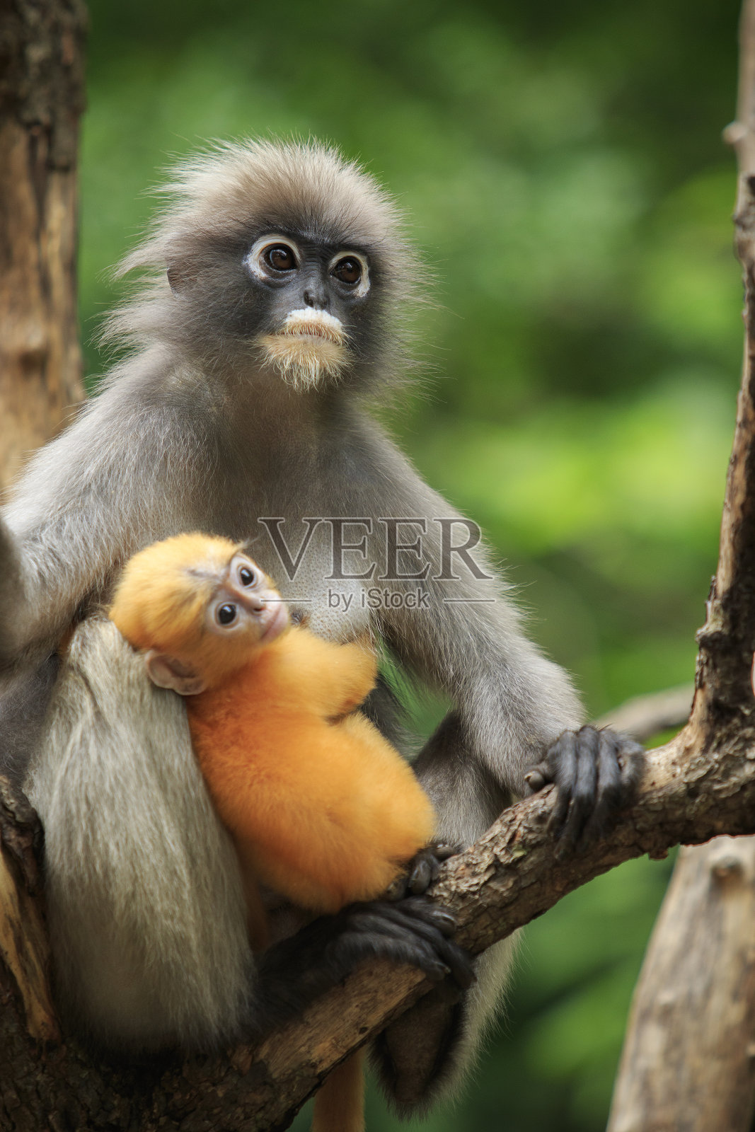 泰国南部的暗叶猴，暗叶猴的母亲照片摄影图片
