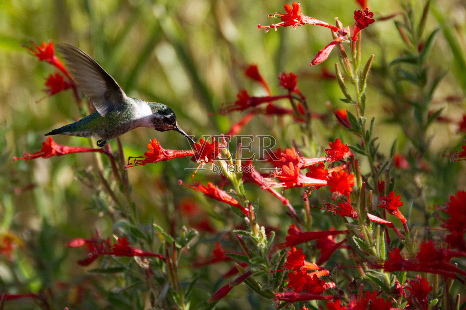 安娜的蜂鸟正在加利福尼亚红色紫红色的田野里觅食。照片摄影图片