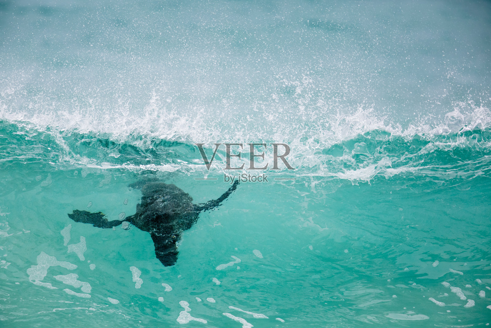 海狗在破浪的水中照片摄影图片