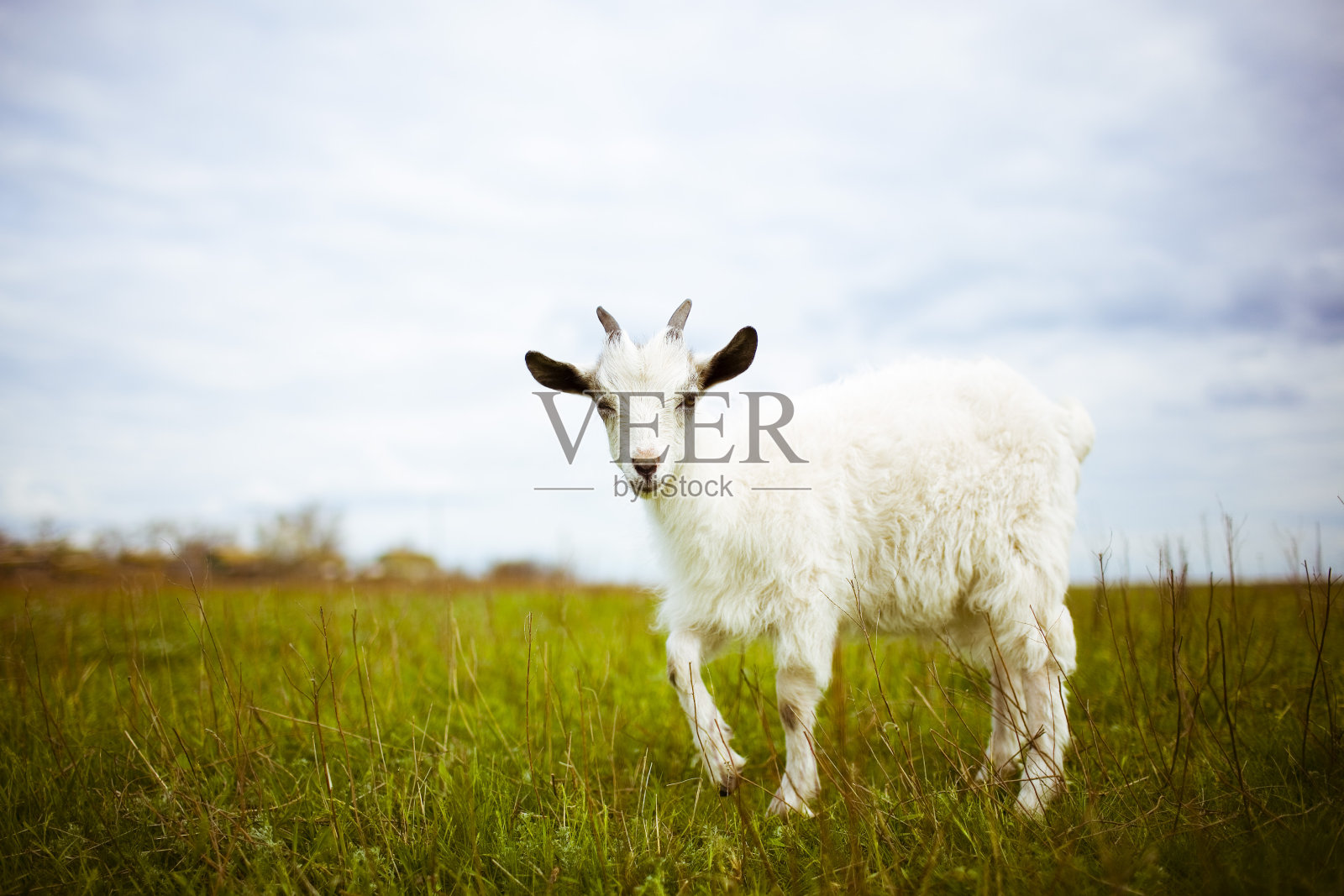 小山羊在草地上吃草。照片摄影图片