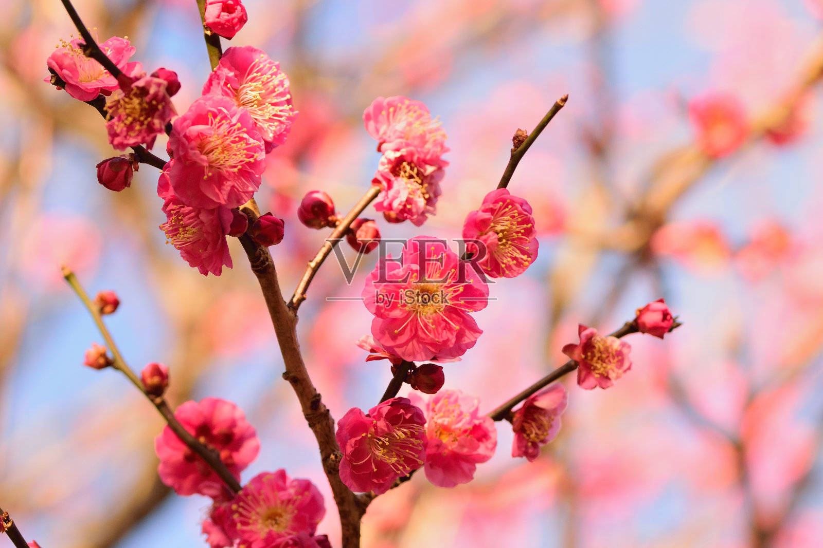 日本粉红梅花枝干的宏观细节照片摄影图片