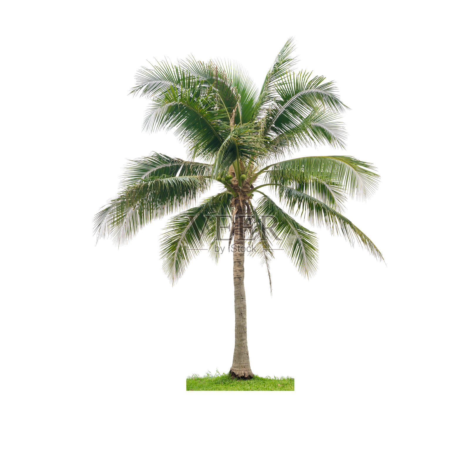 椰子树孤立在白色照片摄影图片