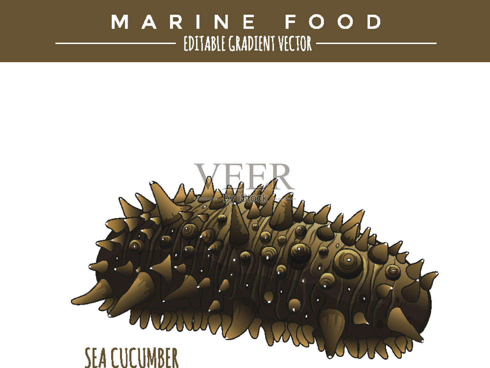 海参。海洋食物插画图片素材