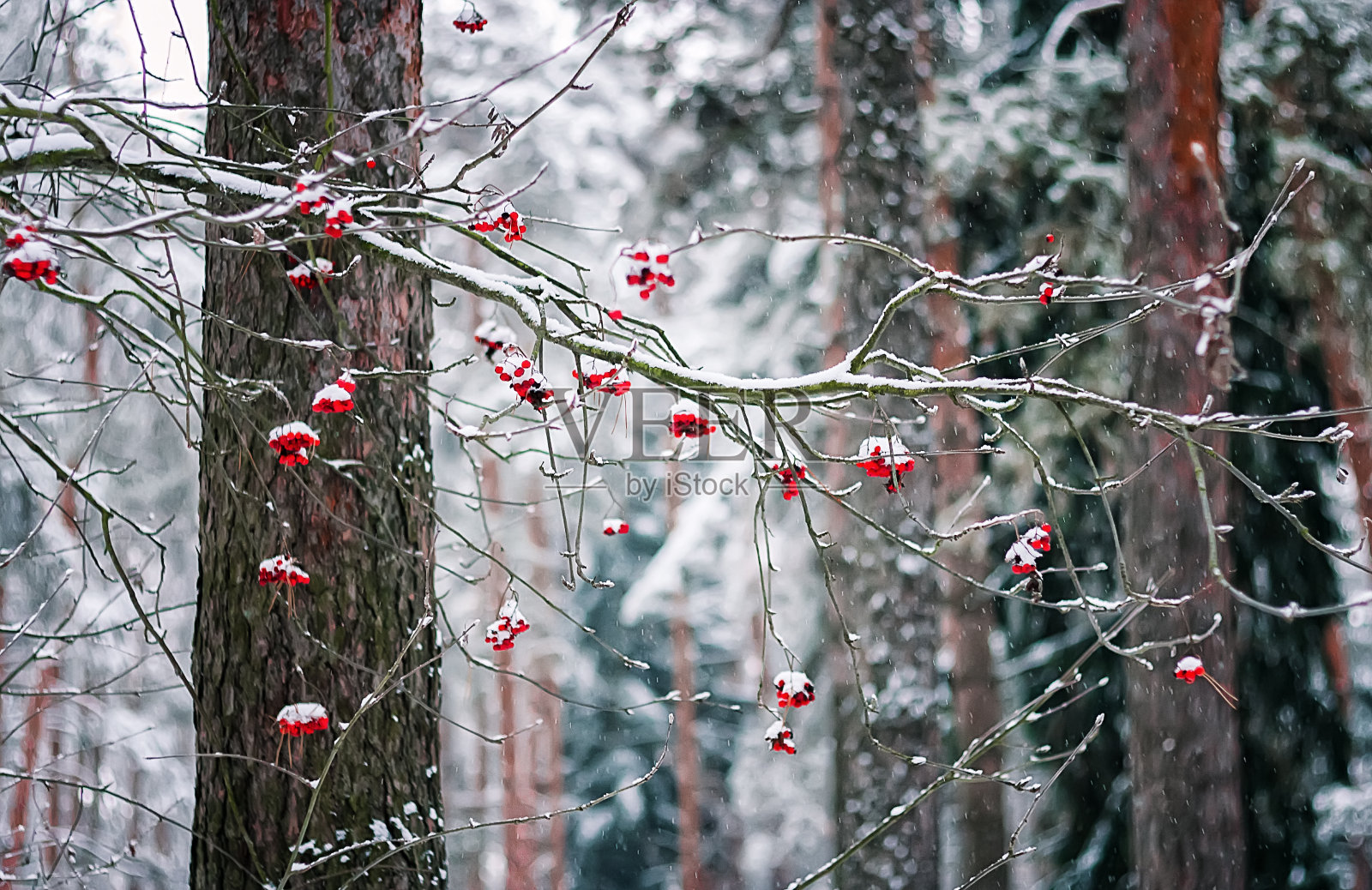 冬季森林中的罗文枝照片摄影图片