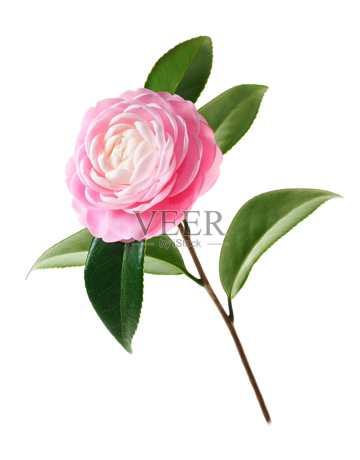 单瓣粉红色山茶花，孤立在白色上，照片摄影图片