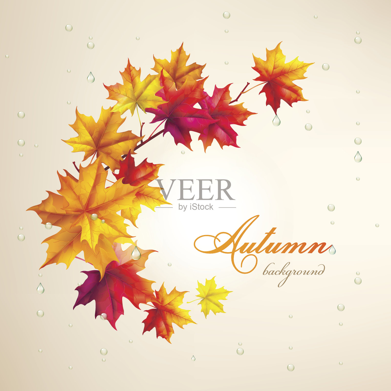 秋天的背景。枫树的叶子。设计元素图片