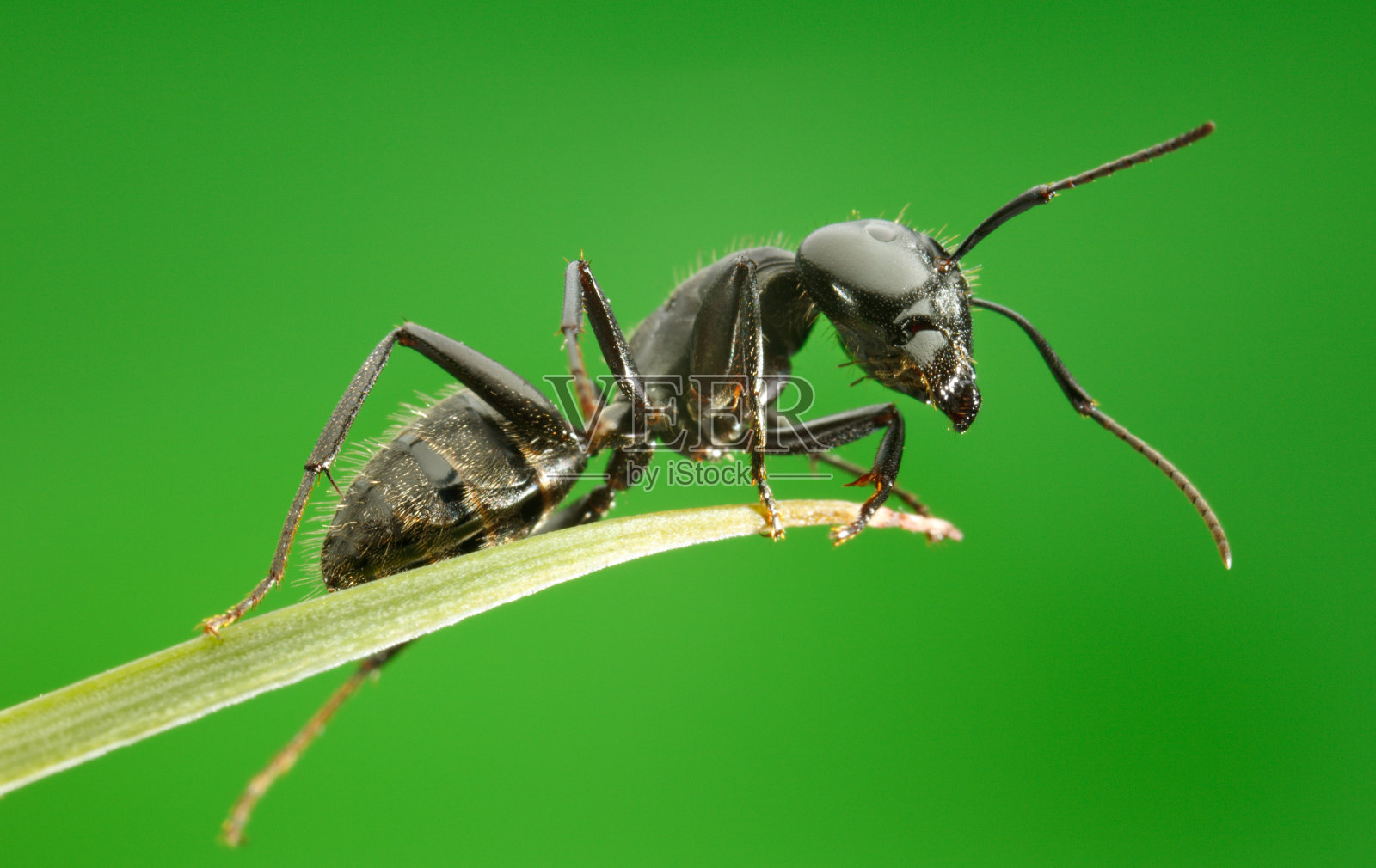 蚂蚁坐在草地上的宏照片摄影图片