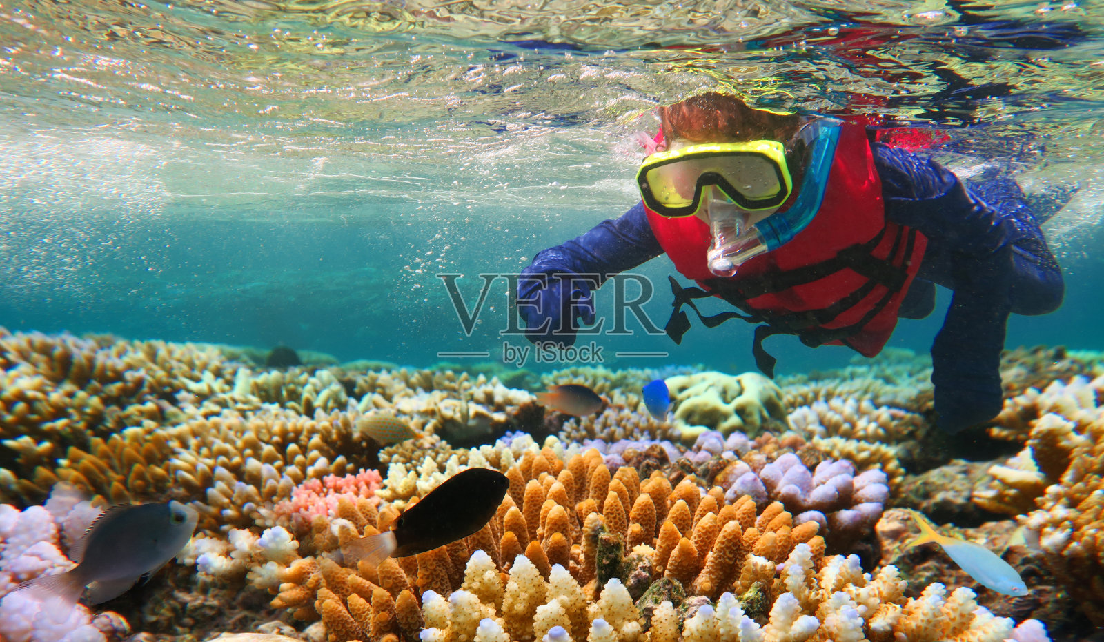 孩子们在澳大利亚昆士兰的大堡礁浮潜照片摄影图片