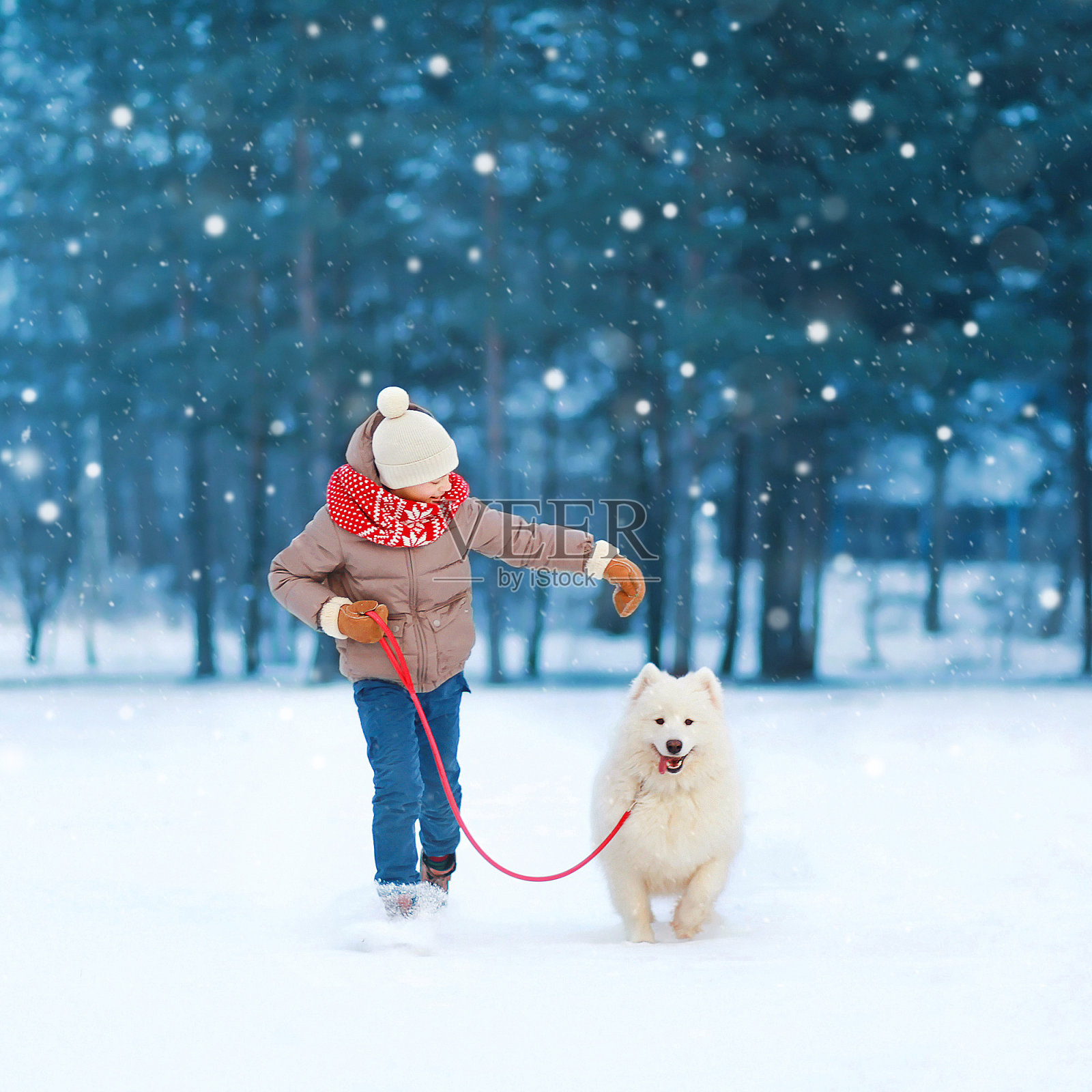 一个十几岁的男孩和一只白色的萨摩耶狗在雪地里奔跑照片摄影图片