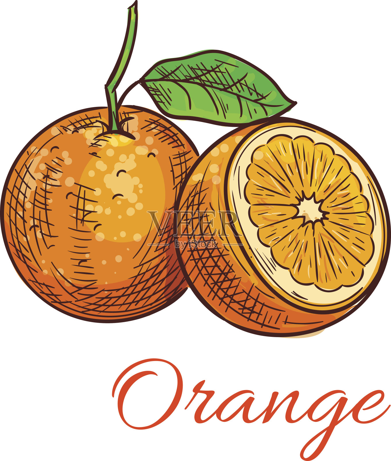 柑桔果品分离素描设计元素图片