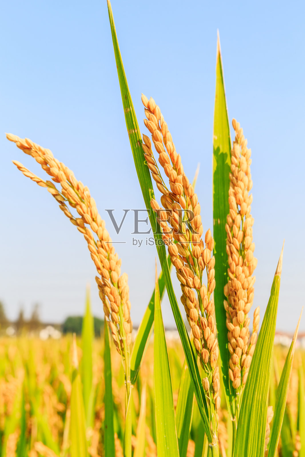 秋天成熟的稻子照片摄影图片