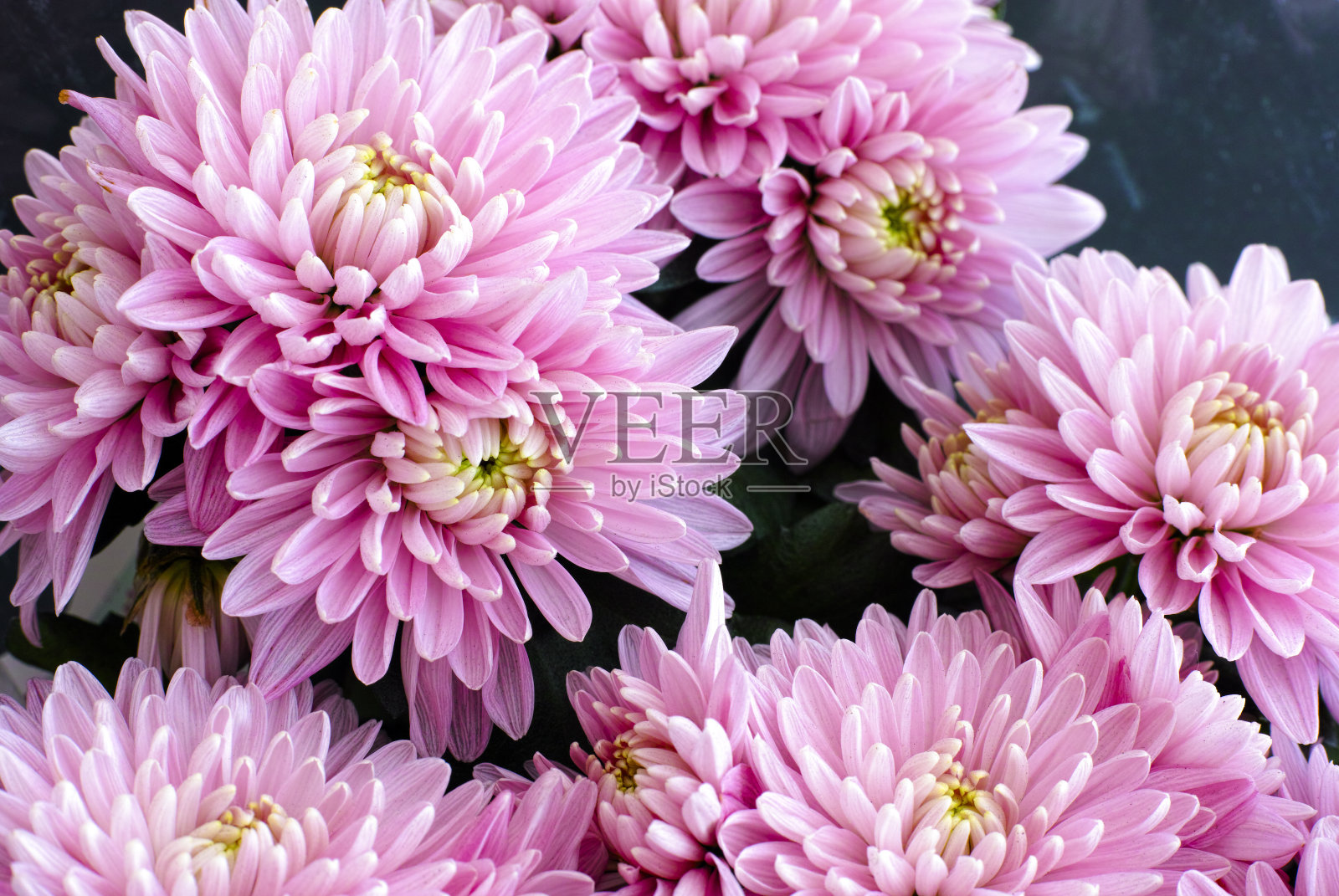 一束粉红色的菊花照片摄影图片