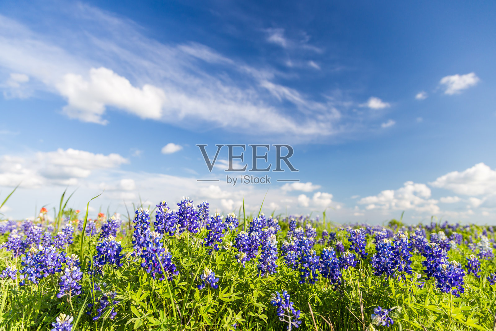 恩尼斯的蓝天和德州矢车菊。照片摄影图片