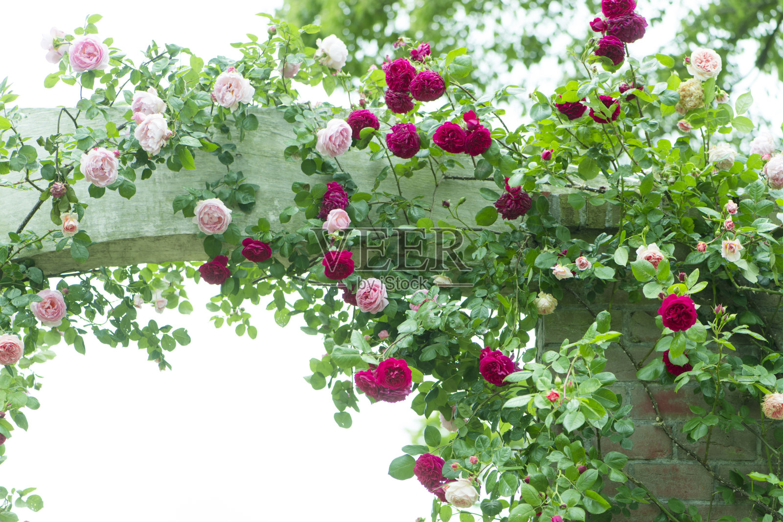 玫瑰花园照片摄影图片