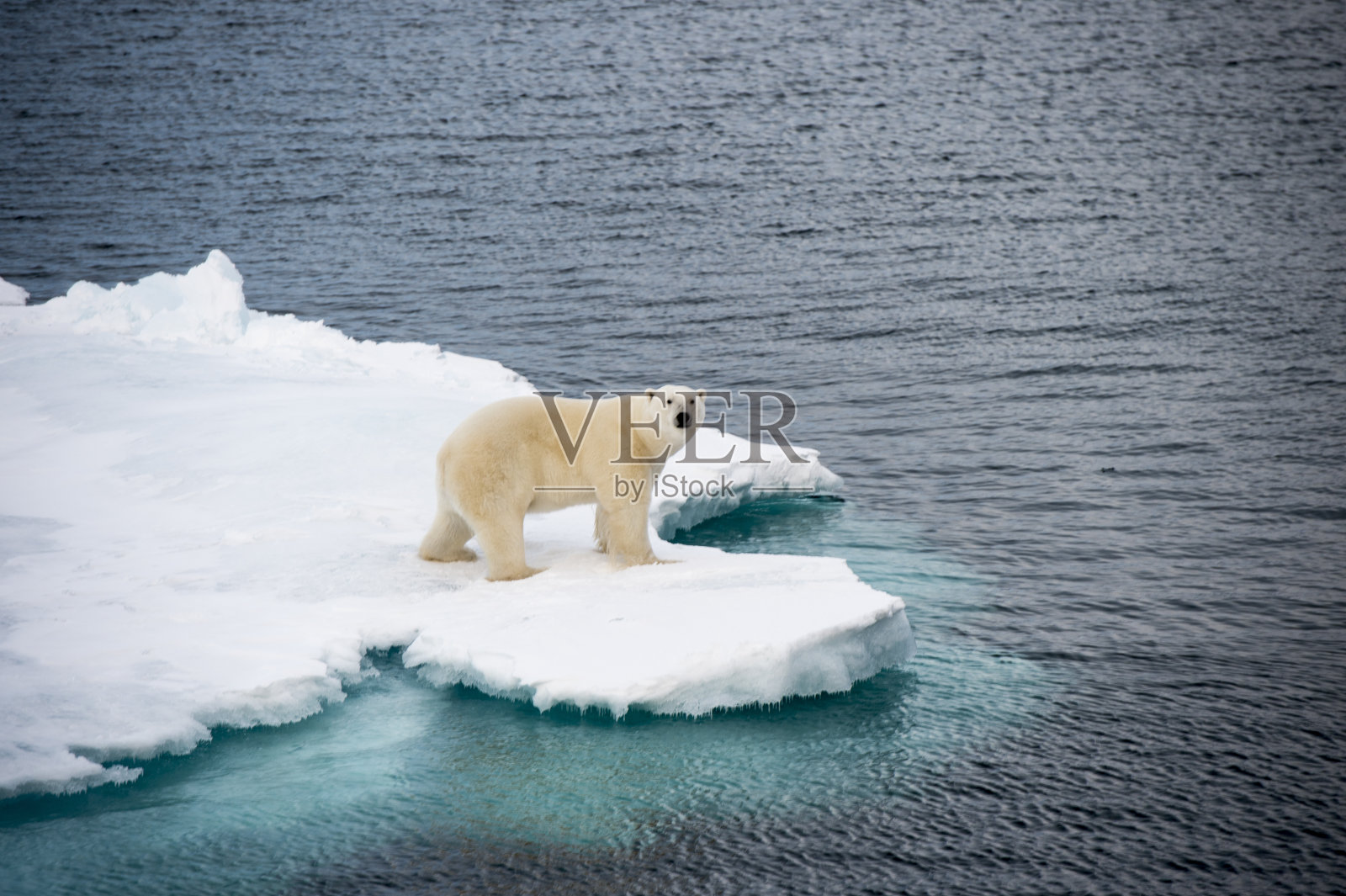 北极熊在海冰上行走照片摄影图片
