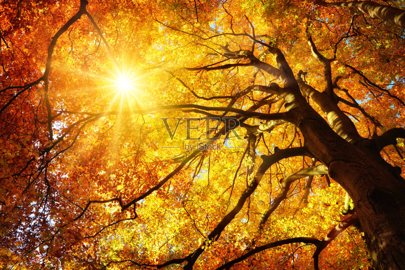 秋日的阳光穿过一棵雄伟的山毛榉树照片摄影图片