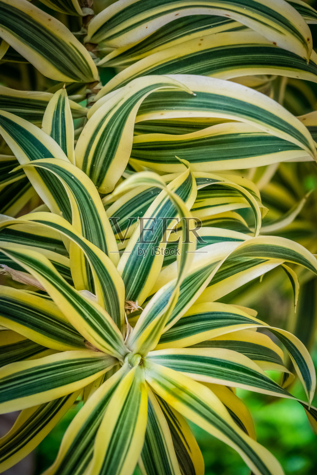 Draceanea桂花植物照片摄影图片