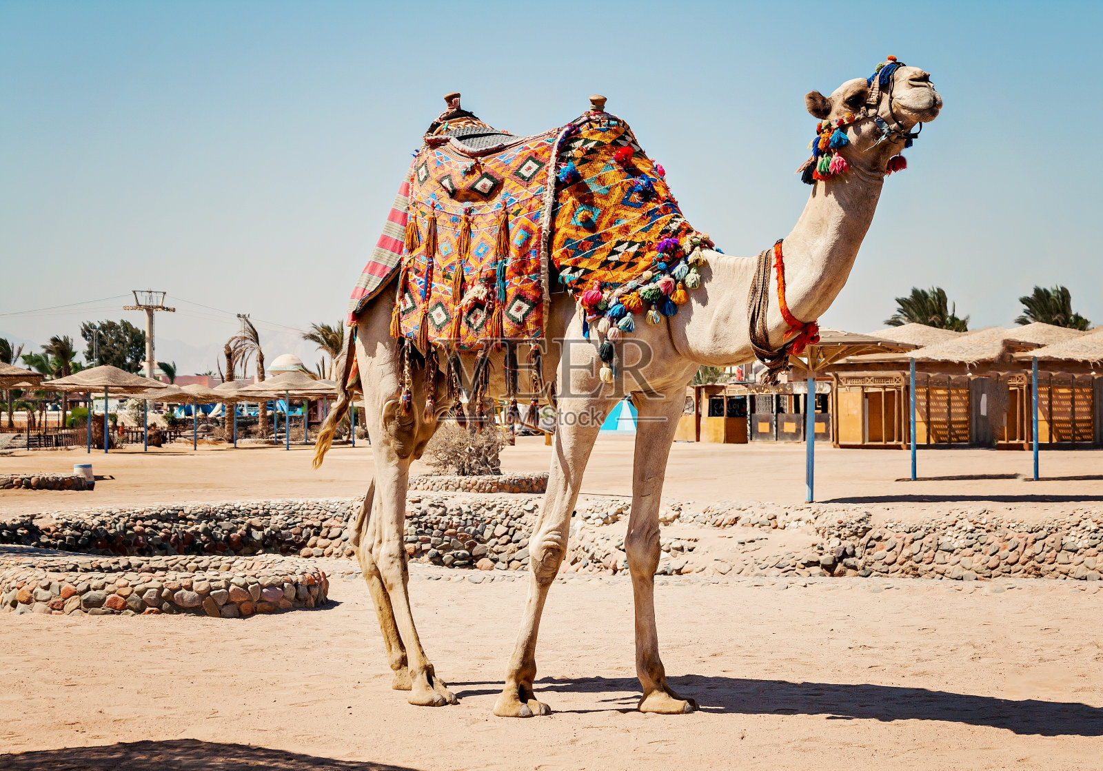 在埃及赫尔加达旅游时，骆驼直立行走照片摄影图片