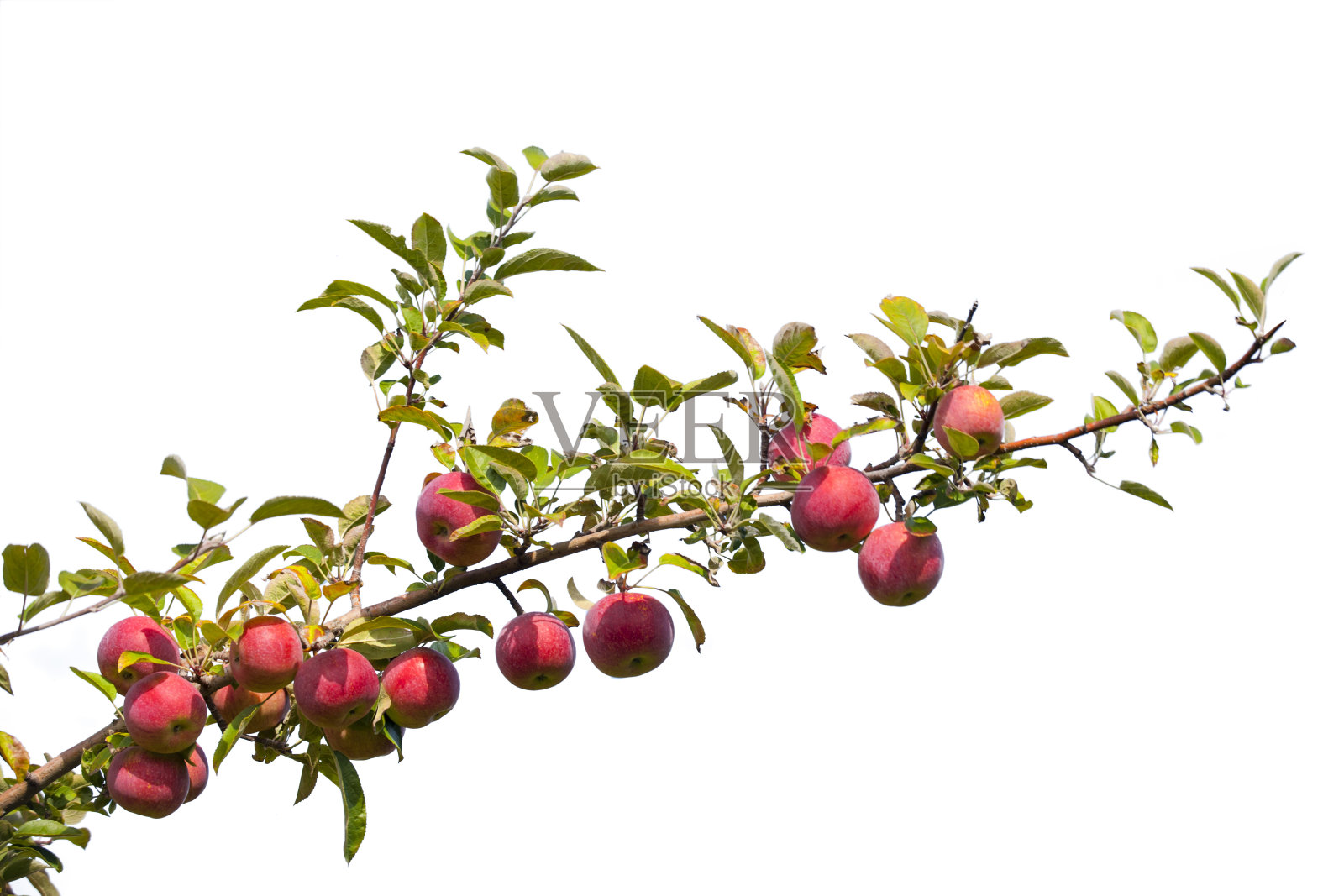 有叶子和果实的一棵苹果树的孤独的树枝照片摄影图片