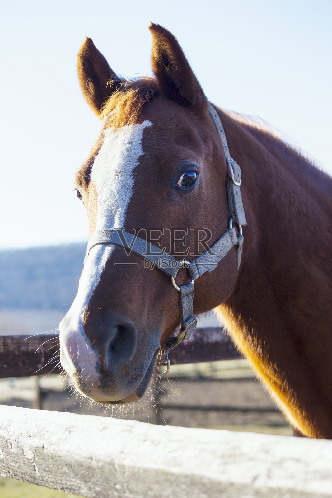在法国畜栏，一匹鞍马的头部照片摄影图片