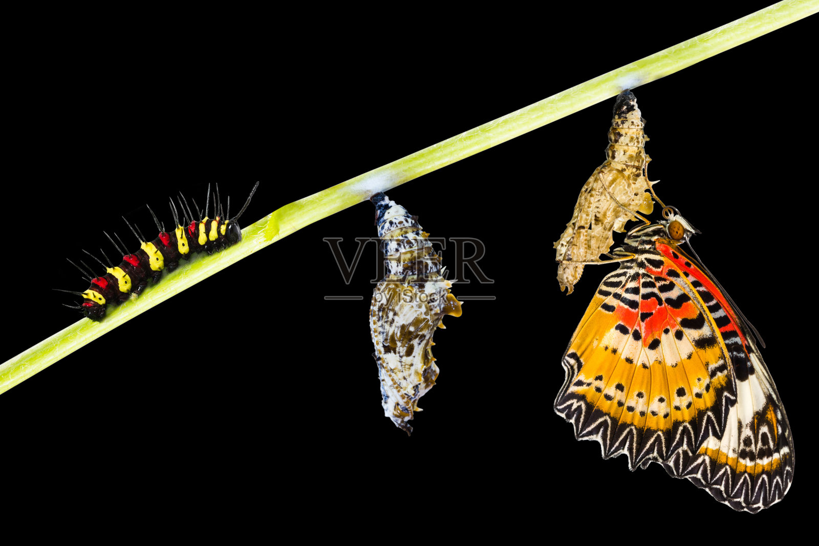 孤立的雄性草蛉蝶生命周期照片摄影图片