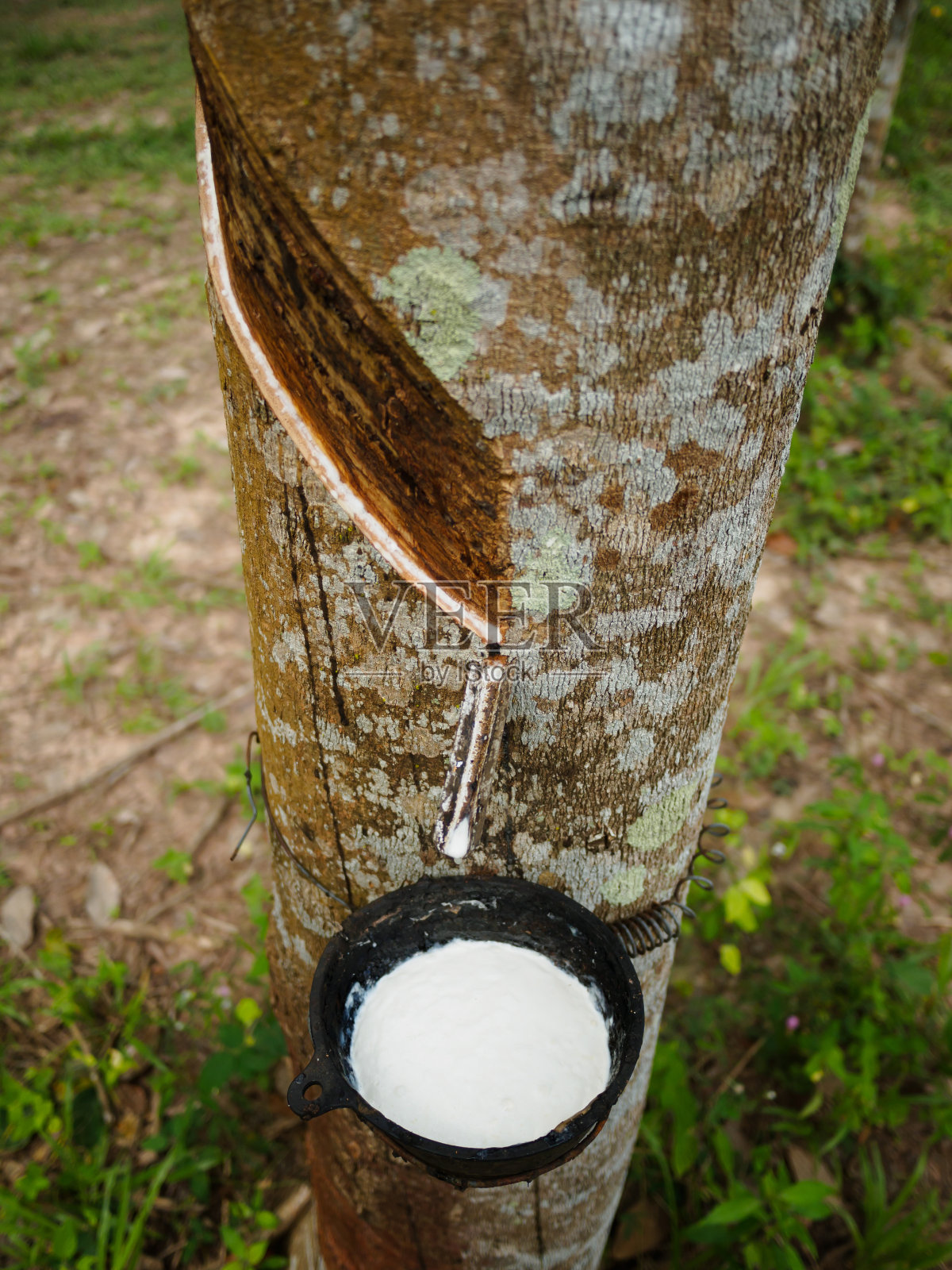 从橡胶树中提取的乳汁照片摄影图片