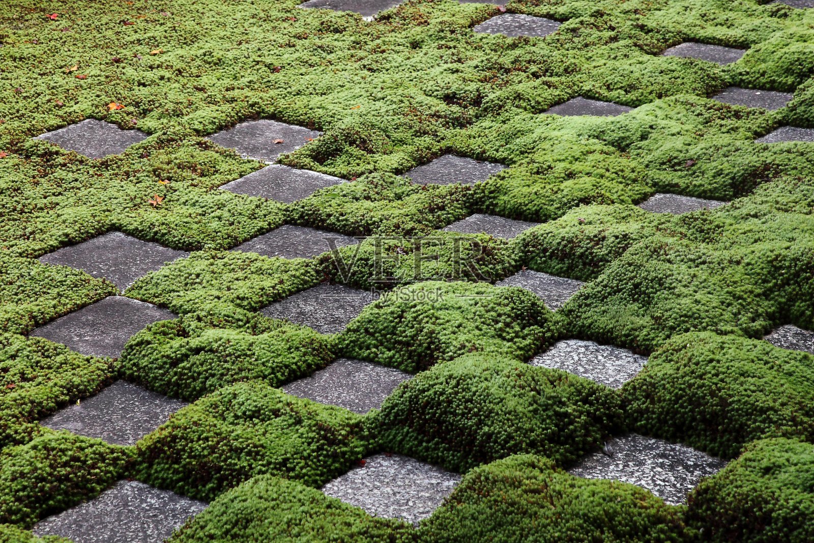 日本东京东福寺的苔藓和岩石花园照片摄影图片