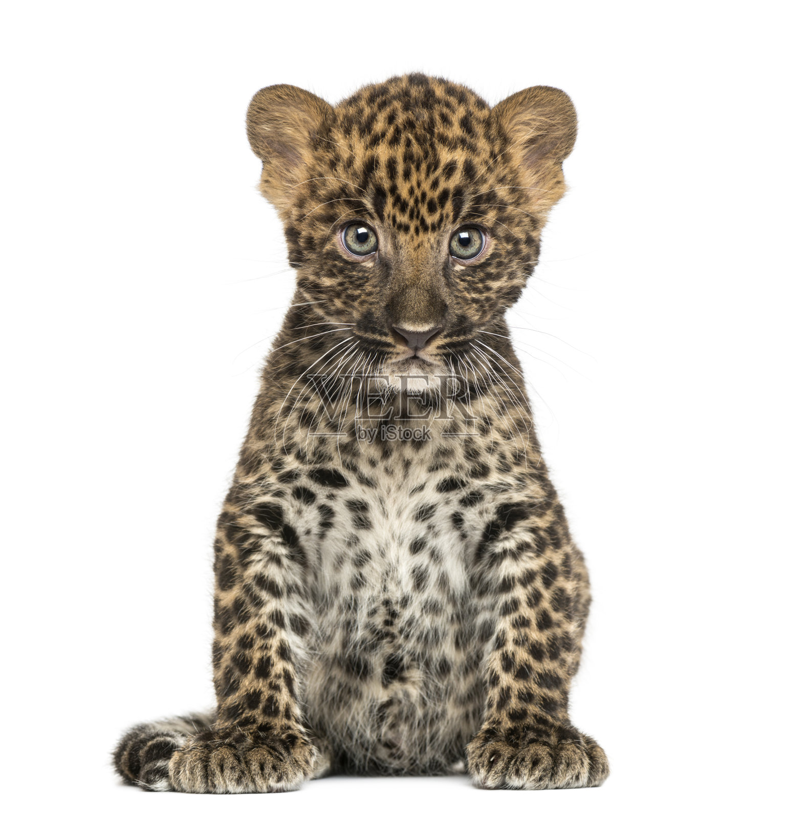 坐着的斑点豹幼豹，7周大照片摄影图片