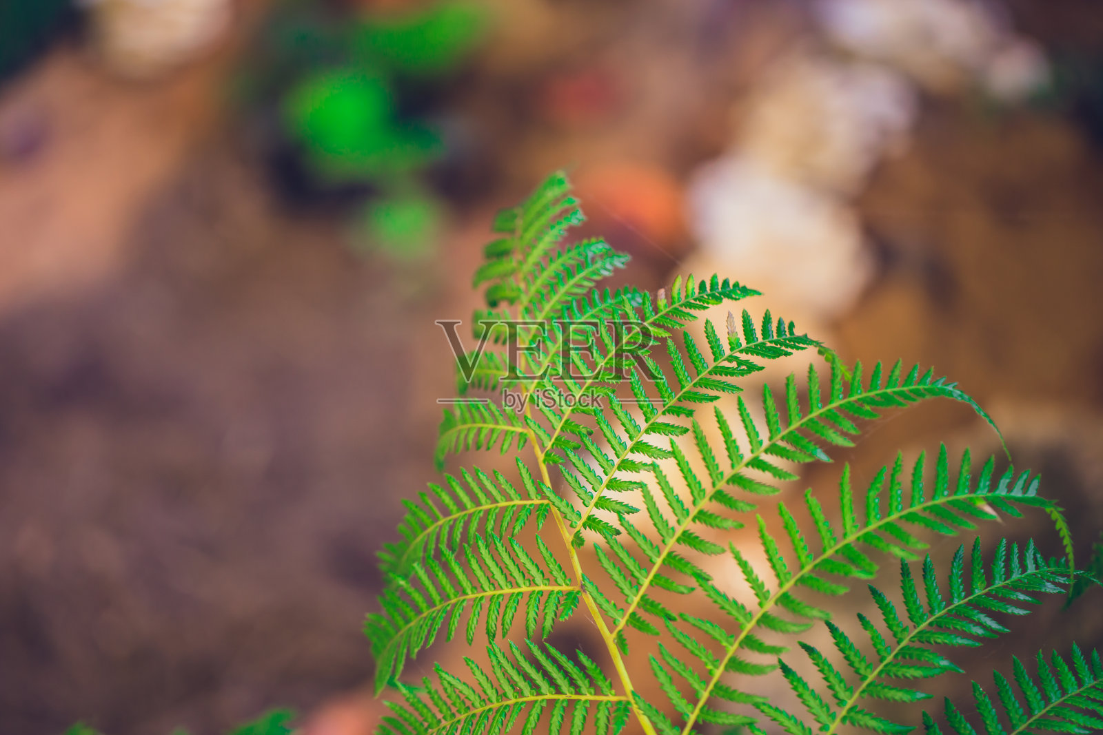 热带雨林植物特征图片