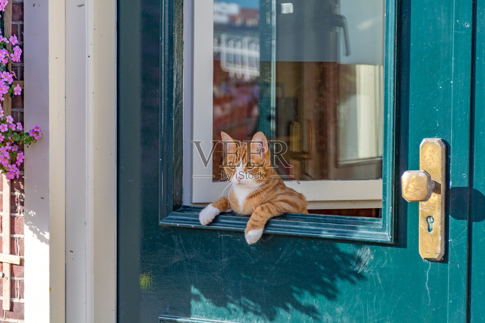 猫倚在绿色的门上。照片摄影图片