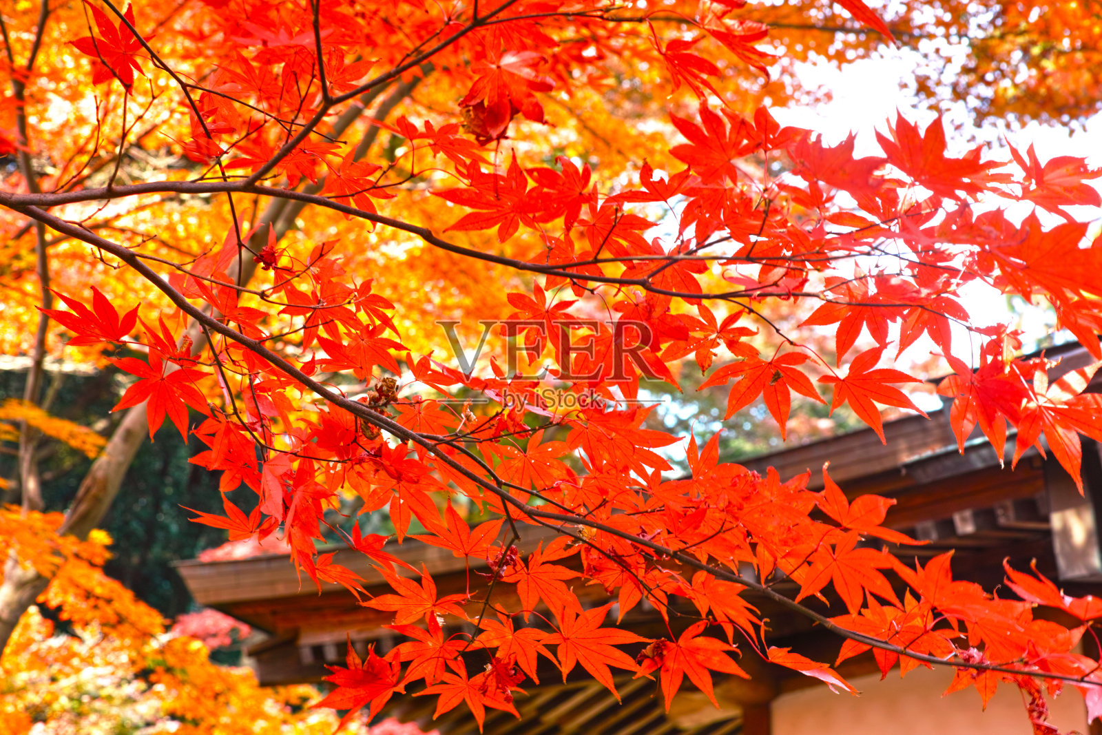 日本的秋叶照片摄影图片