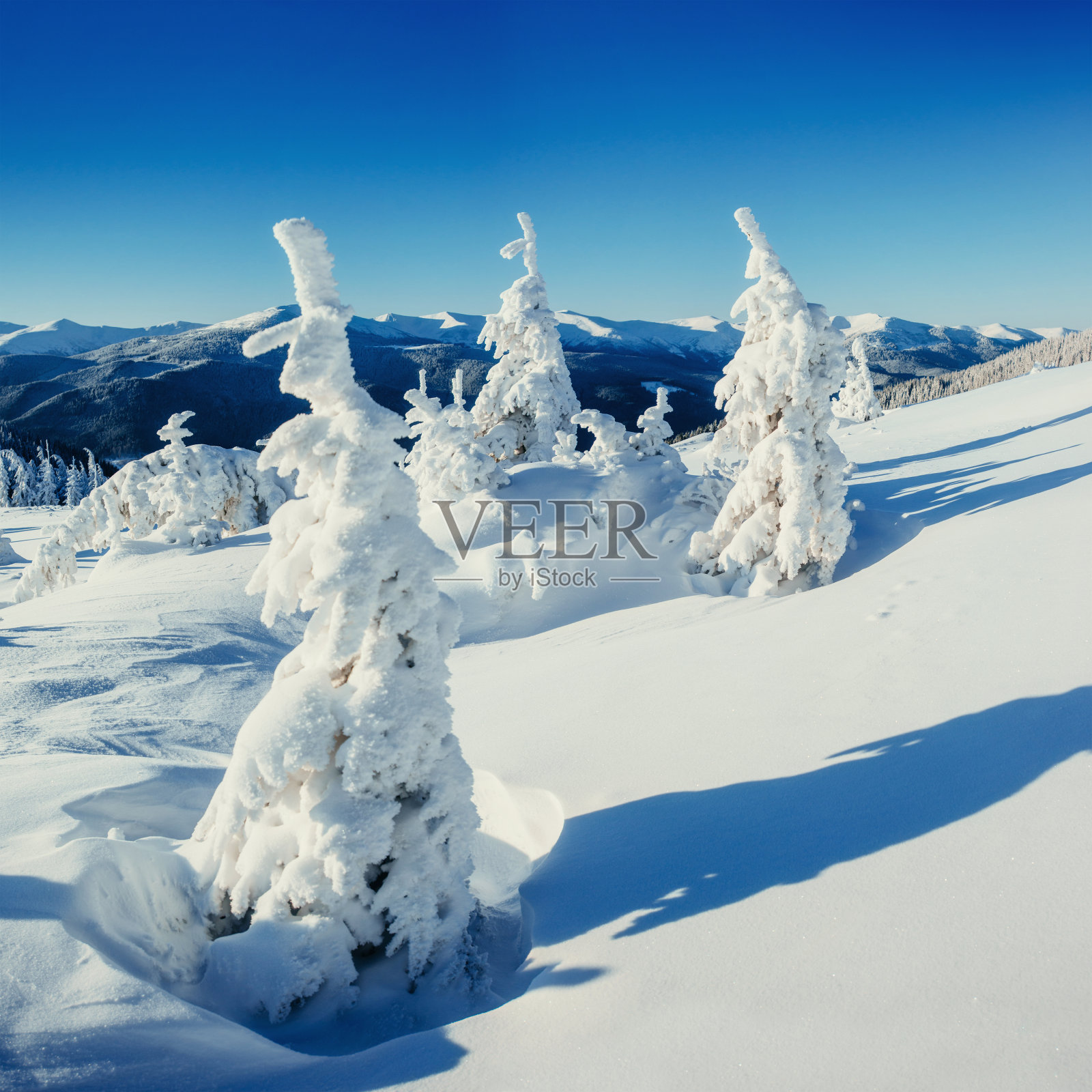 奇妙的冬季景观和白霜中的树木。照片摄影图片