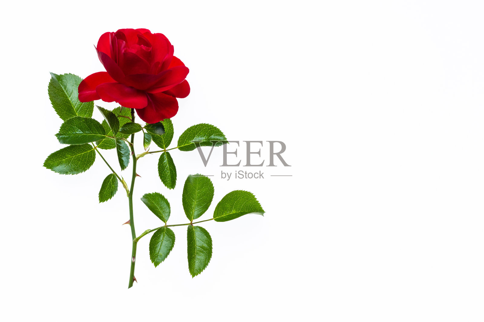 在白色的背景上单独盛开的红茶玫瑰照片摄影图片