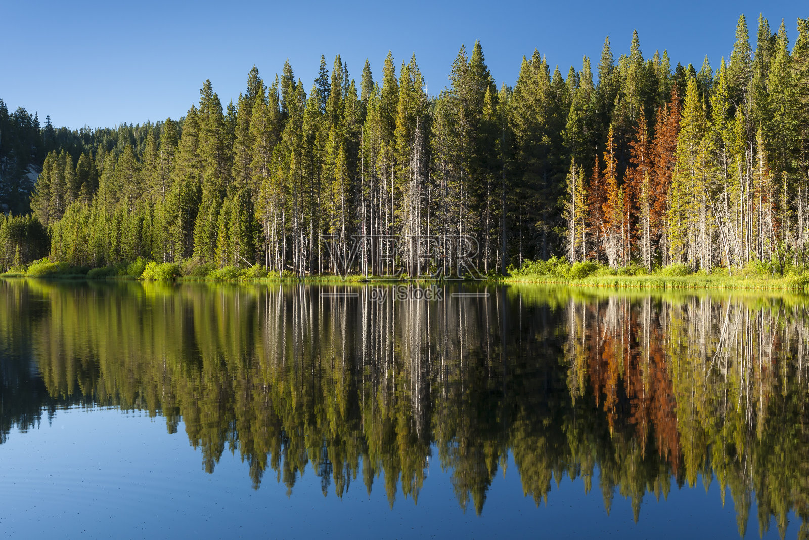 美丽的山湖与树木线和反射在太浩盆地照片摄影图片