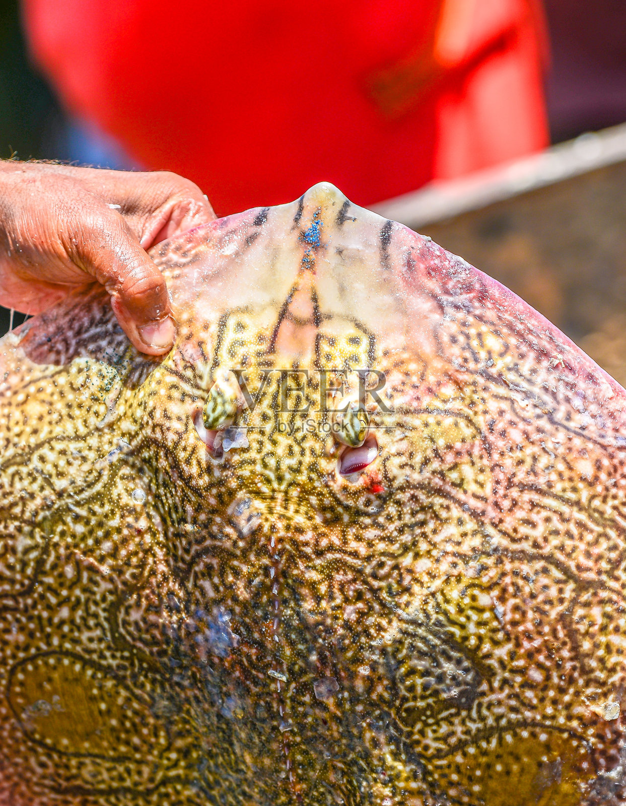 渔夫手中握着一条巨大美丽的鳐鱼照片摄影图片