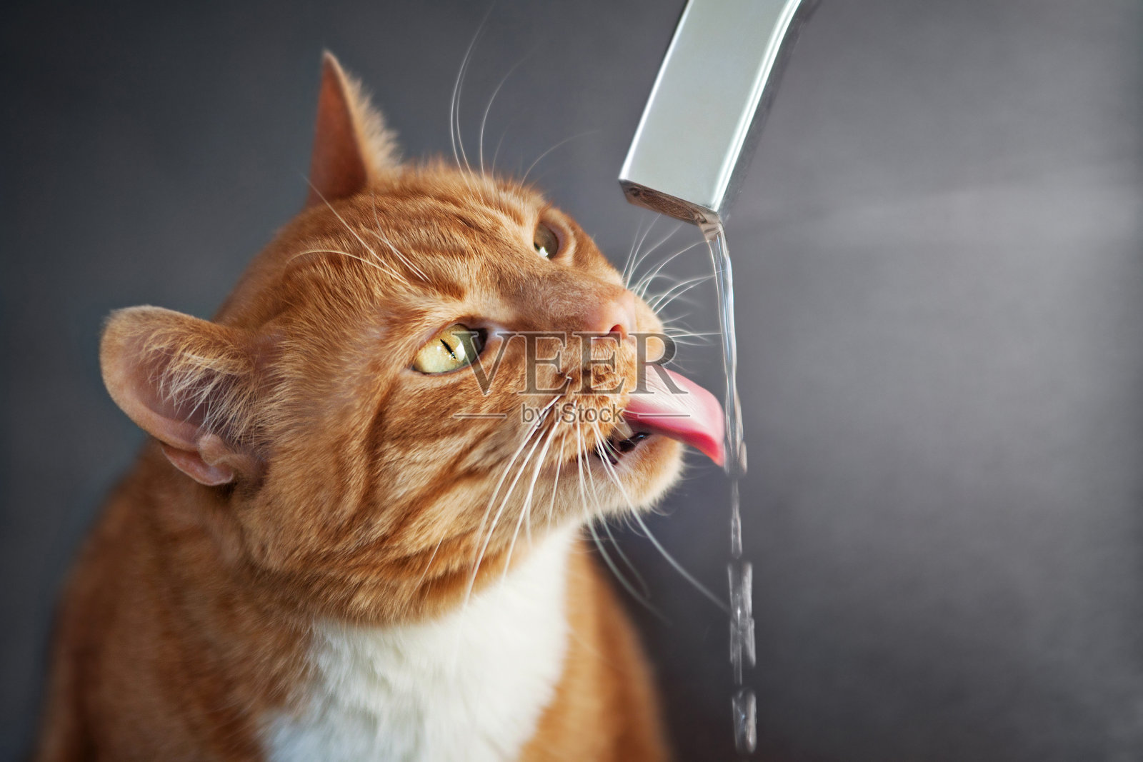 红猫从水龙头里喝水照片摄影图片