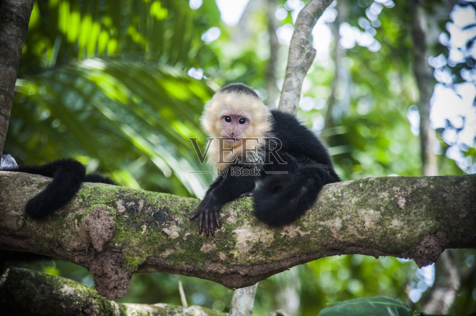 哥斯达黎加的白脸卷尾猴宝宝照片摄影图片