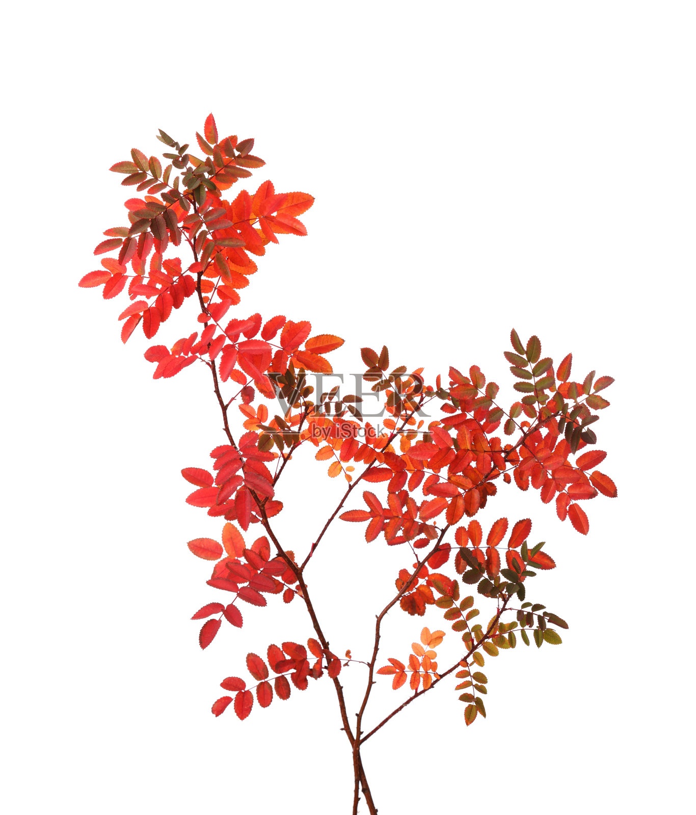 两枝带着五颜六色的秋叶(玫瑰)孤立在白色上。照片摄影图片