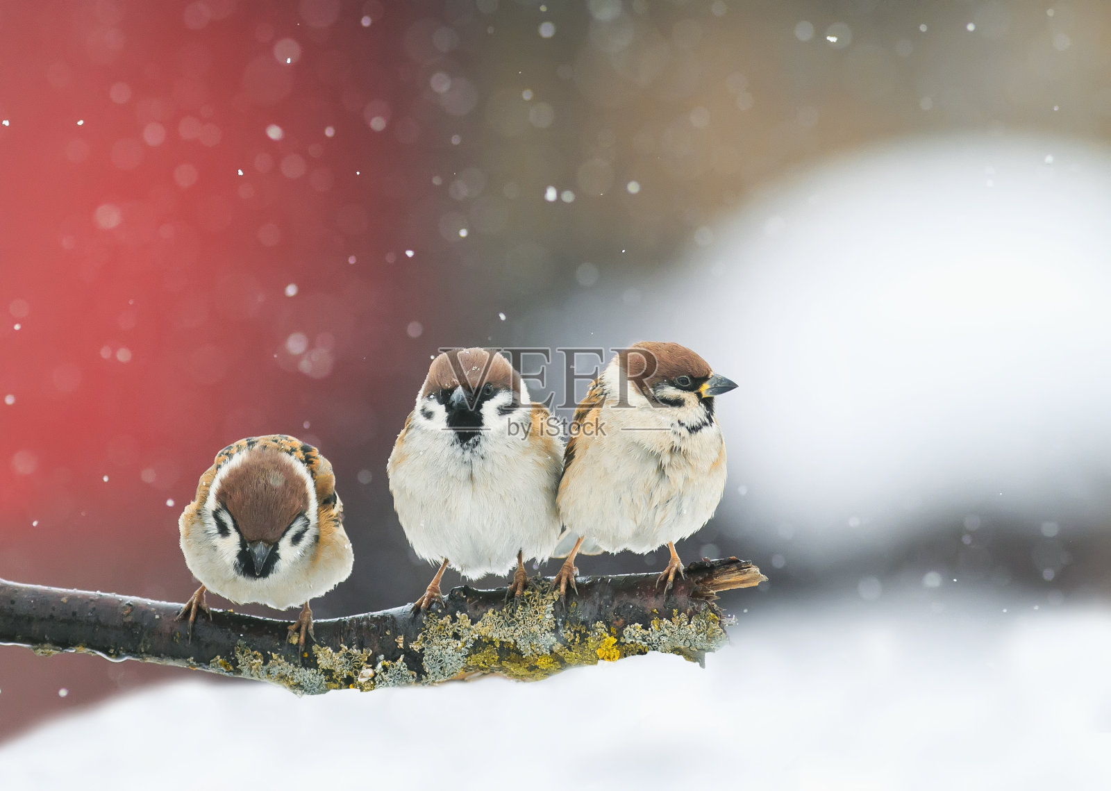 下雪的时候，滑稽的鸟儿在公园里滑稽地争吵照片摄影图片
